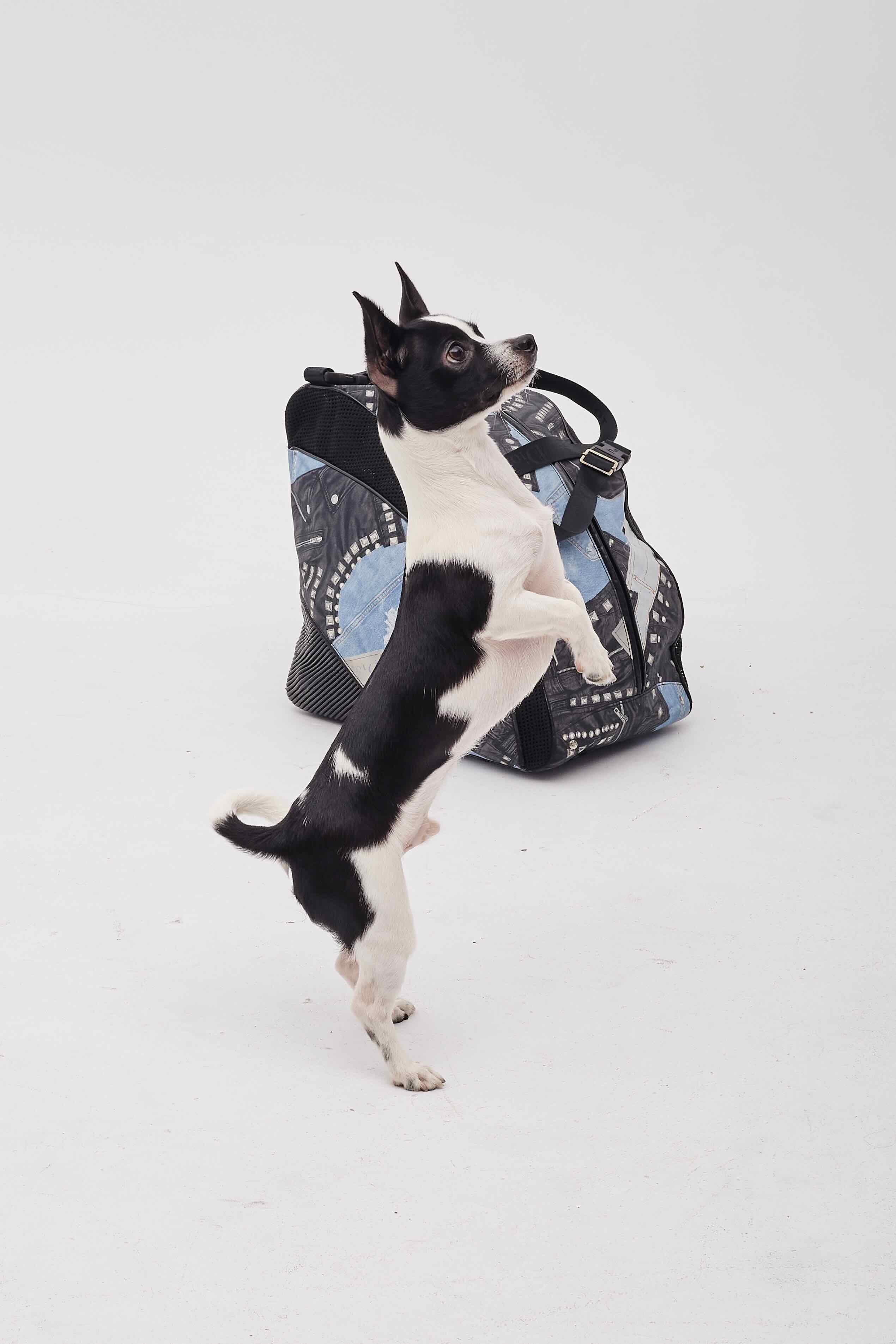 Dior Black And Blue Denim Patches Dog Carrier Travel Bag For Sale 11