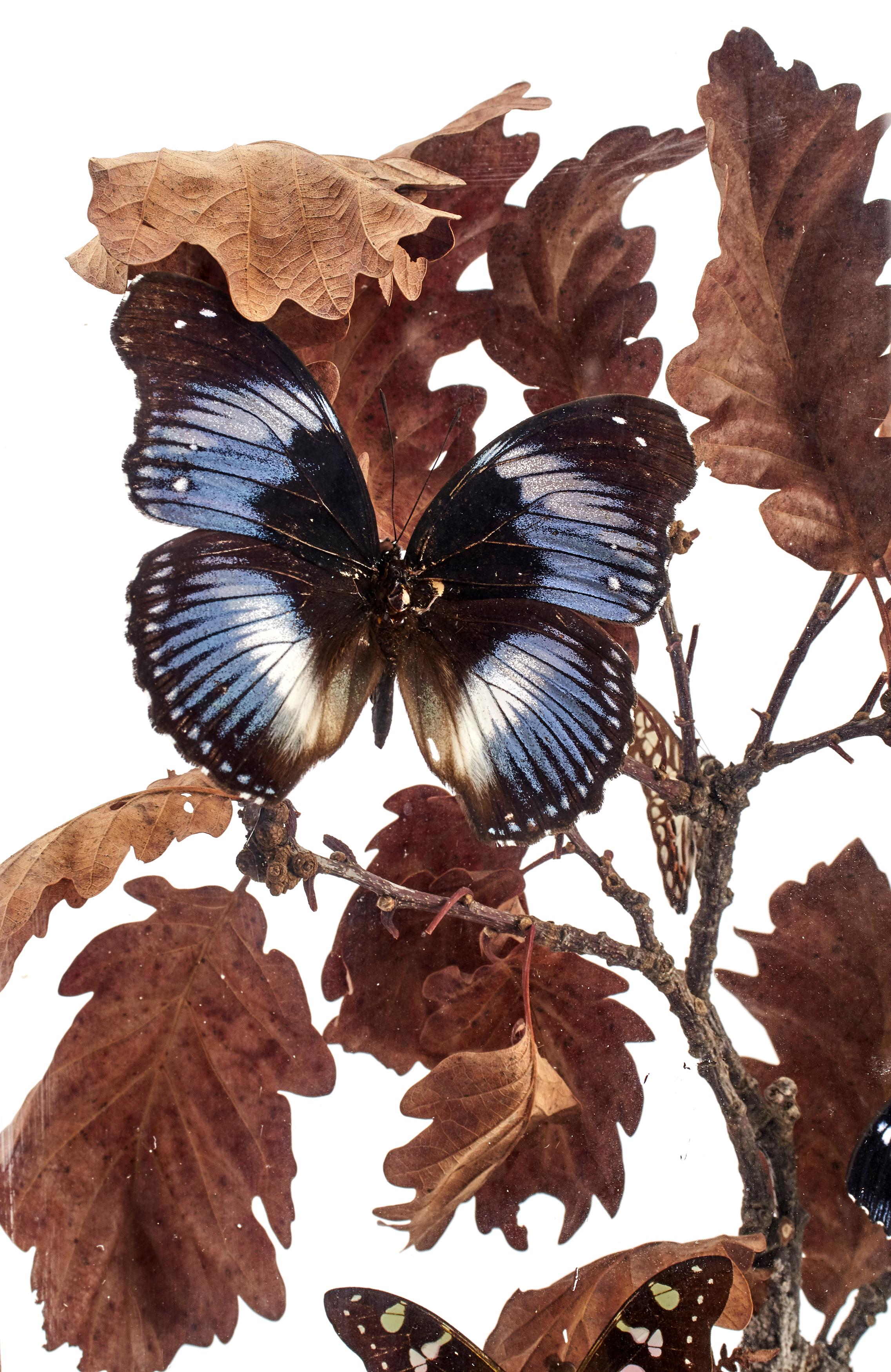 A Diorama with natural Wunderkammer Specimens of butterflies. The Specimens are mounted in a pottery vase inside a brown painted wooden showcase with glasses, leaned over oak tree branches, Italy, circa 1870.