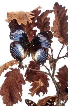 Diorama with Butterflies and Flowers, Italy, 1870