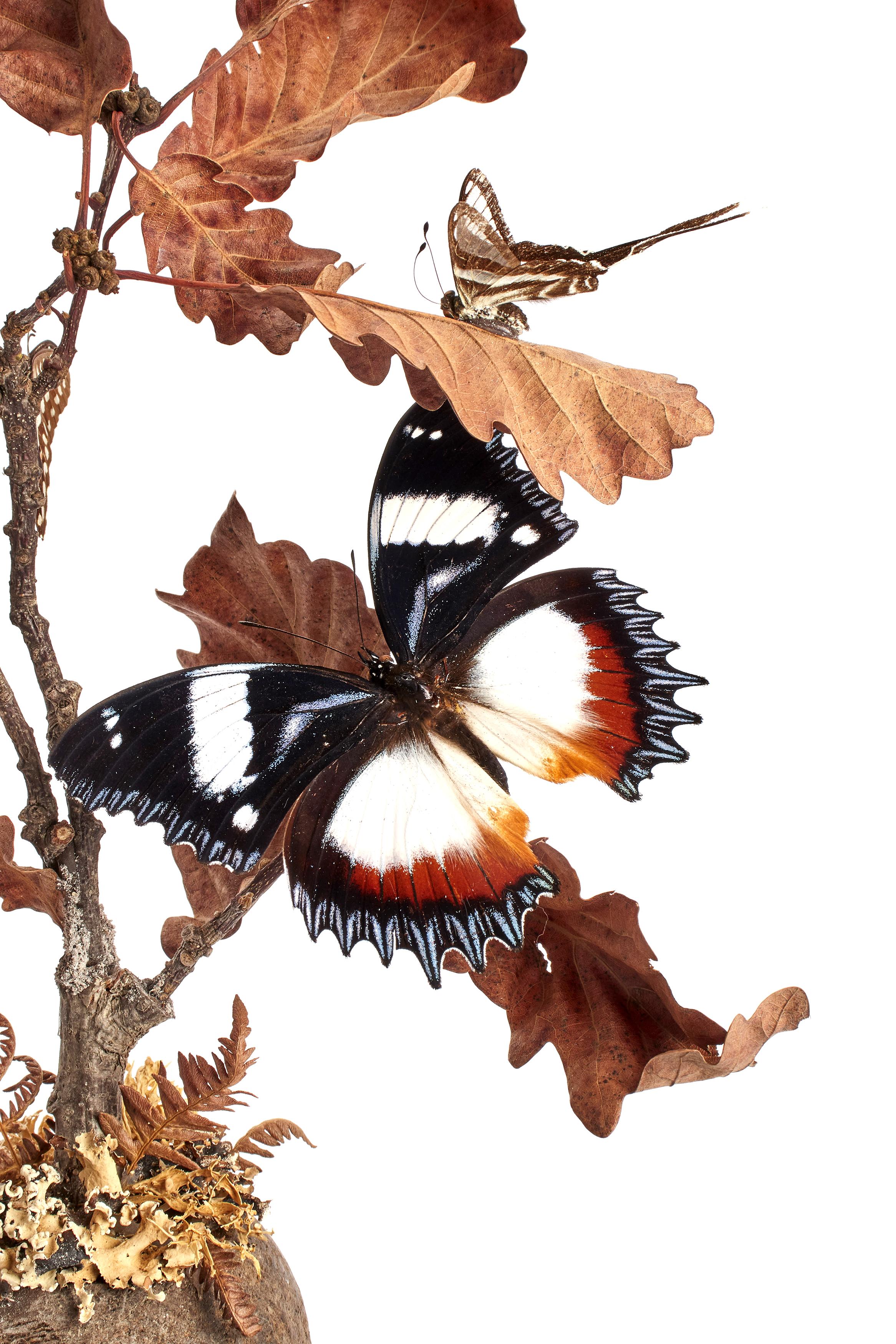 Diorama with Butterflies and Flowers, Italy, 1870 In Excellent Condition In Milan, IT