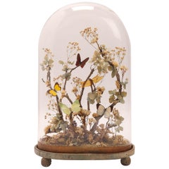 Antique Diorama with Butterflies and Flowers, Italy 1870