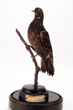 Diorama with Stuffed Bird for Natural History Cabinet, Italy 1880
