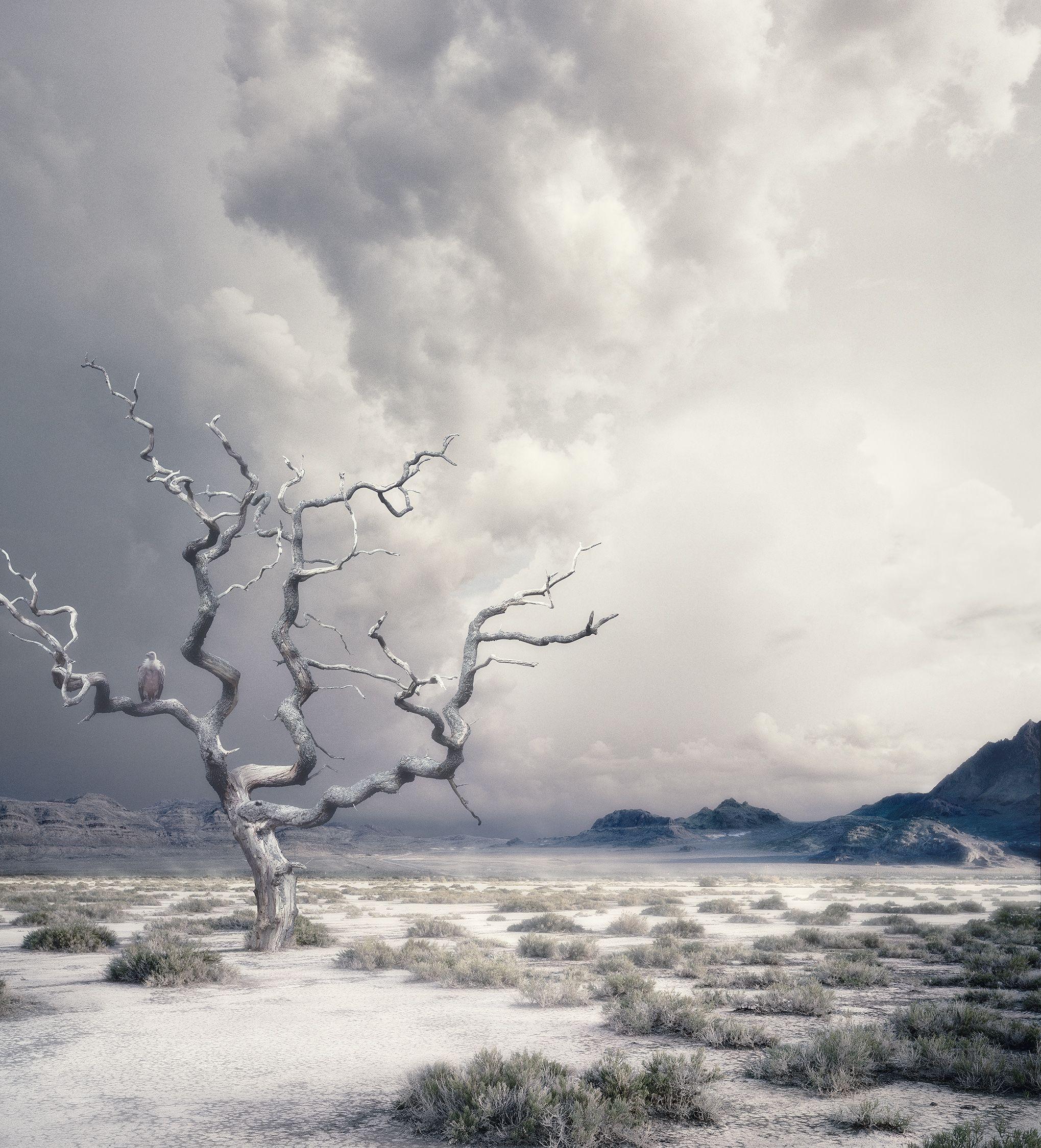 Dirk Karsten Color Photograph – The Lonely Tree, Fotografie, Archivtinte Jet mit Archivtinte