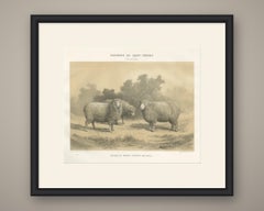 Dishley Merino Ram and Ewe, Haut-Tingry, Antique Sheep Print, 1873