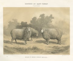 Dishley Merino Ram and Ewe, Haut-Tingry, Antique Sheep Print, 1873