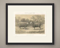 Dishley Ram and Ewe of Haut-Tingry, Antique French Sheep Print, 1873