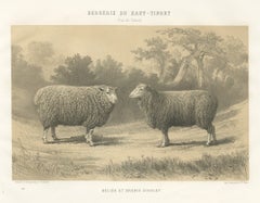 Dishley Ram and Ewe of Haut-Tingry, Antique French Sheep Print, 1873