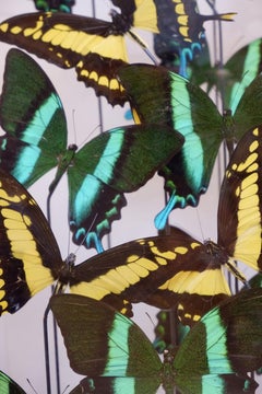 Display Box of Green and Yellow Emperor Ulysses Butterflies, Belgium, 1960s