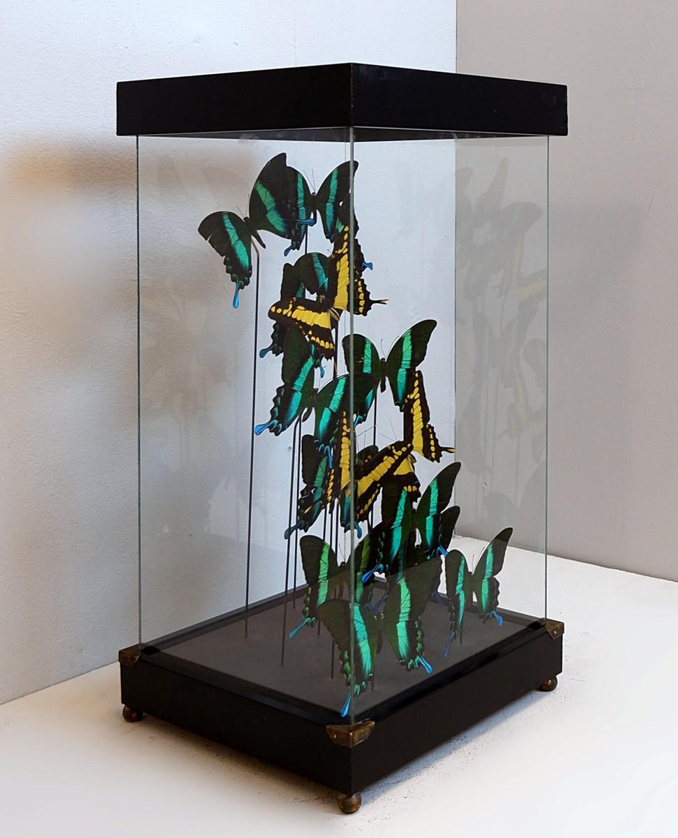 Display Box of Green and Yellow Emperor Ulysses Butterflies, Belgium, 1960s In Good Condition For Sale In Brussels , BE