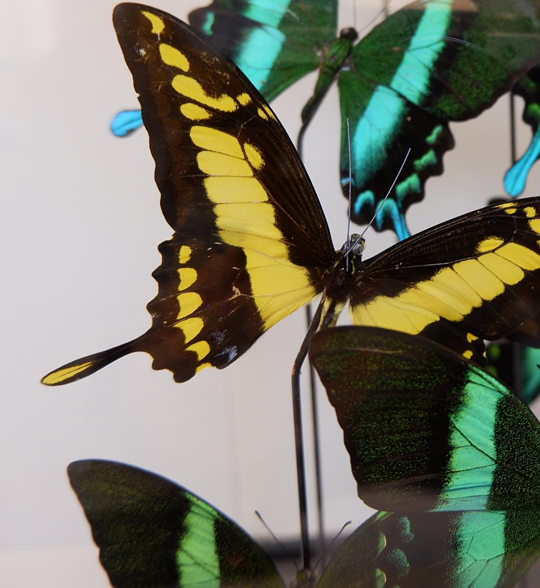 Display Box of Green and Yellow Emperor Ulysses Butterflies, Belgium, 1960s For Sale 2