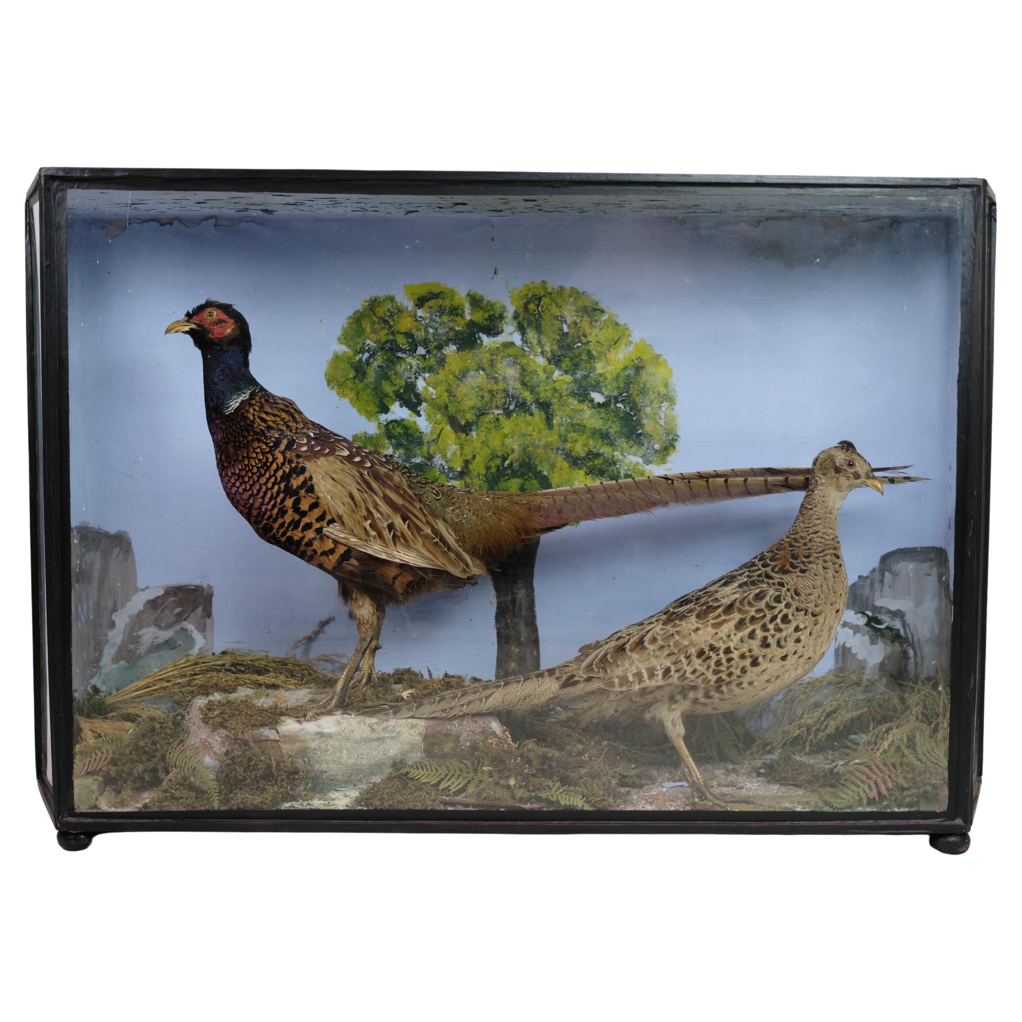 Display cabinet With A Pair Of Pheasants From 1960s For Sale