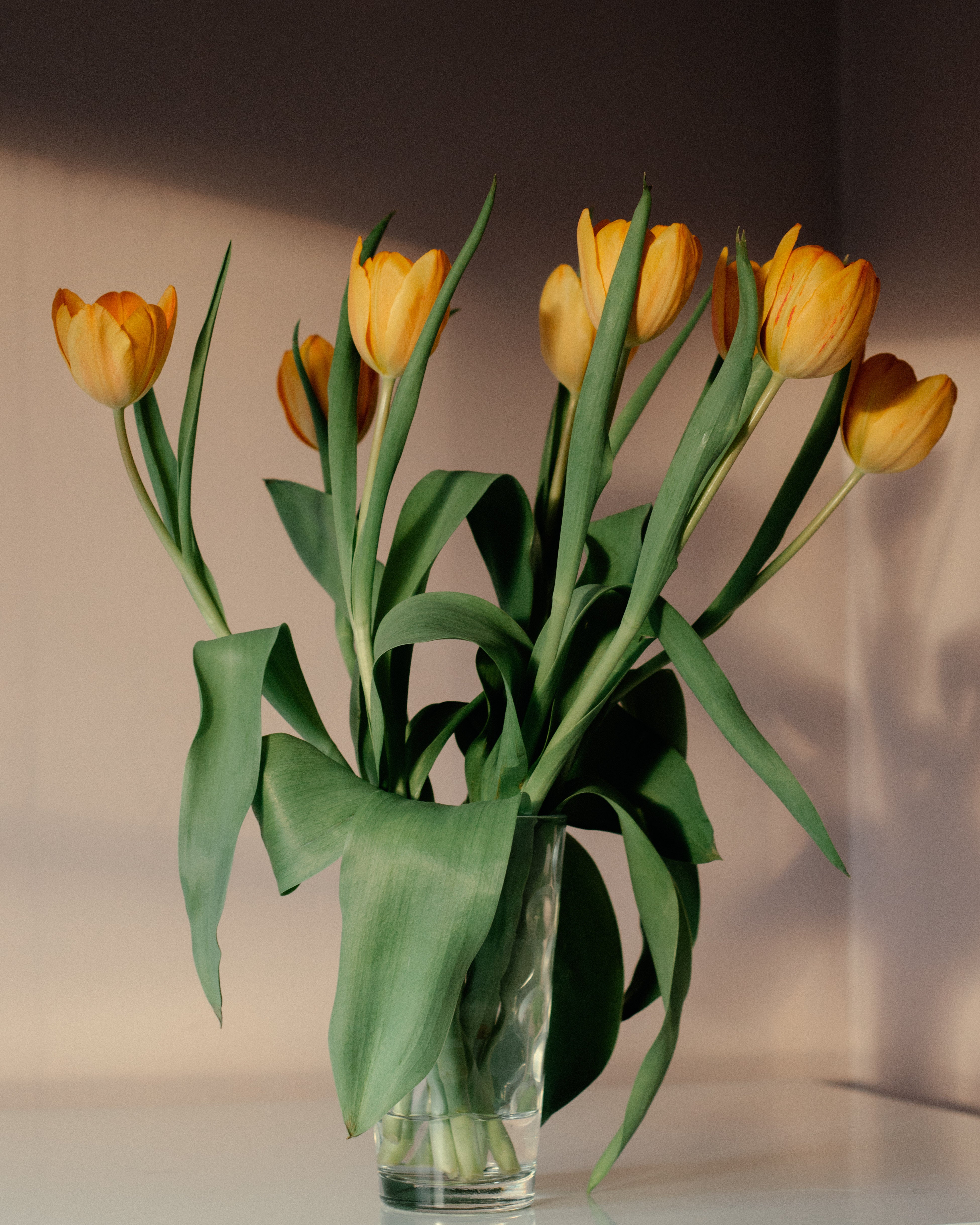 Golden Tulips