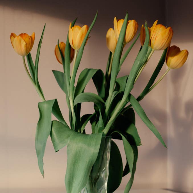 Golden Tulips