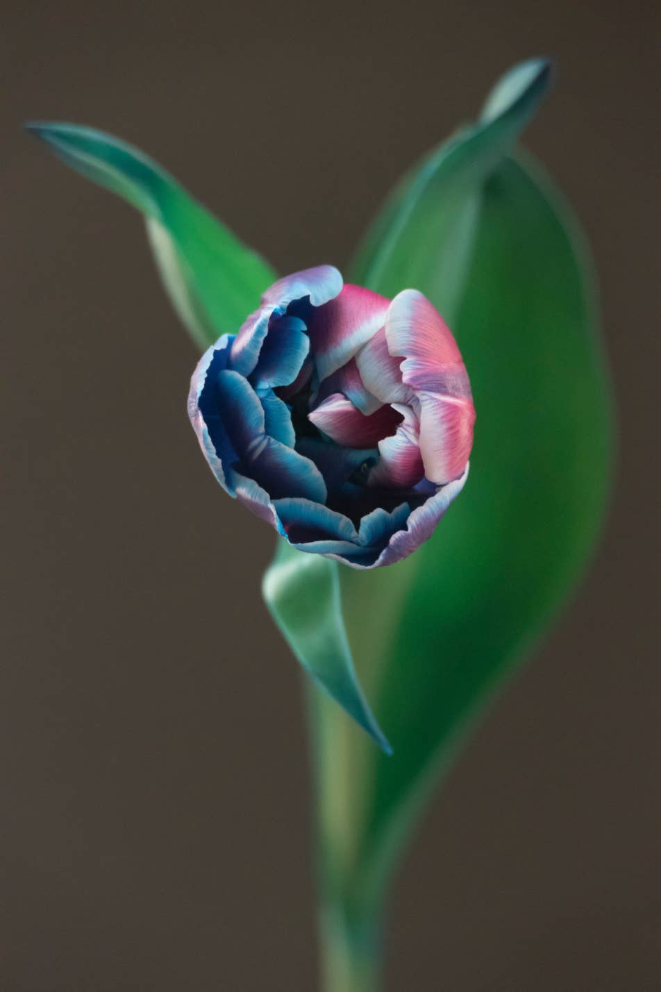 Tulip Mania
