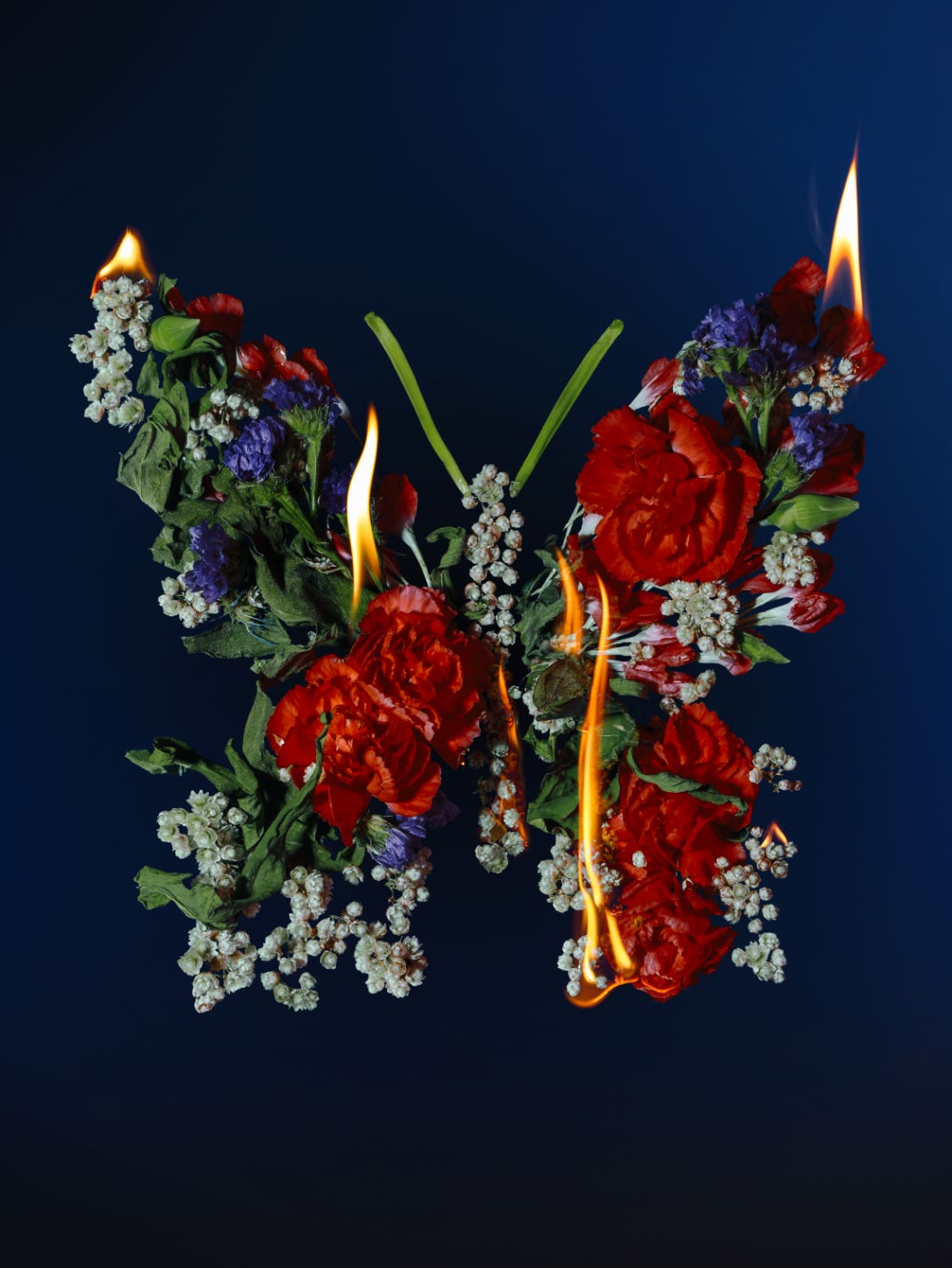Butterfly in Flames