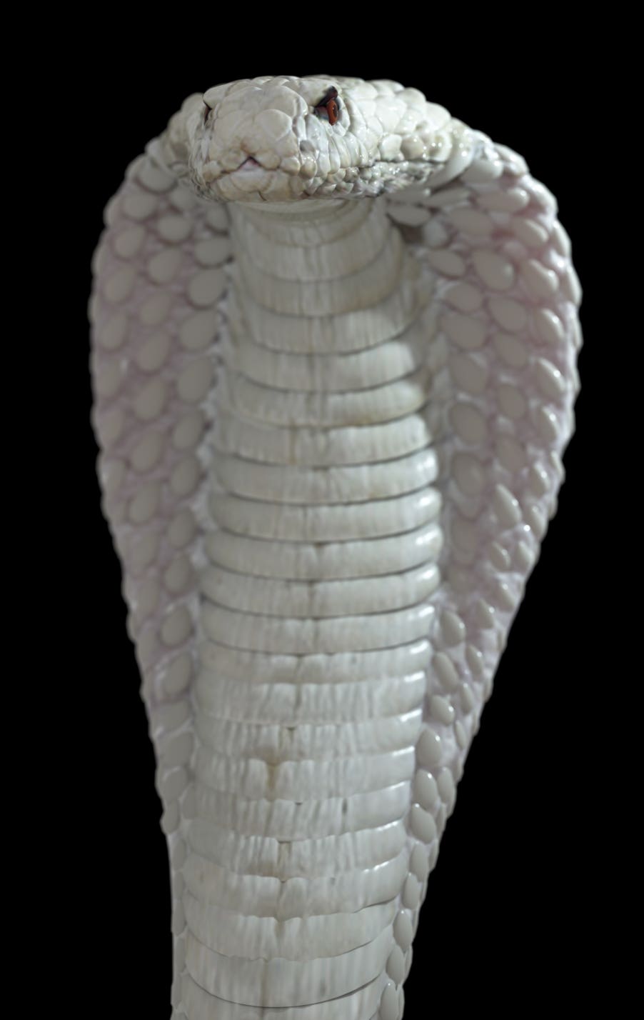 White Cobra (Computer Vision Version)