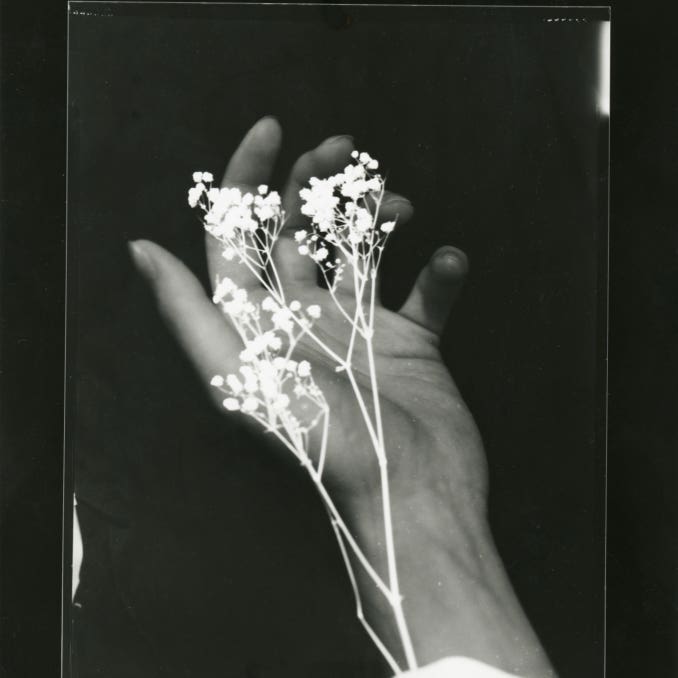 Wallflower - Form Study