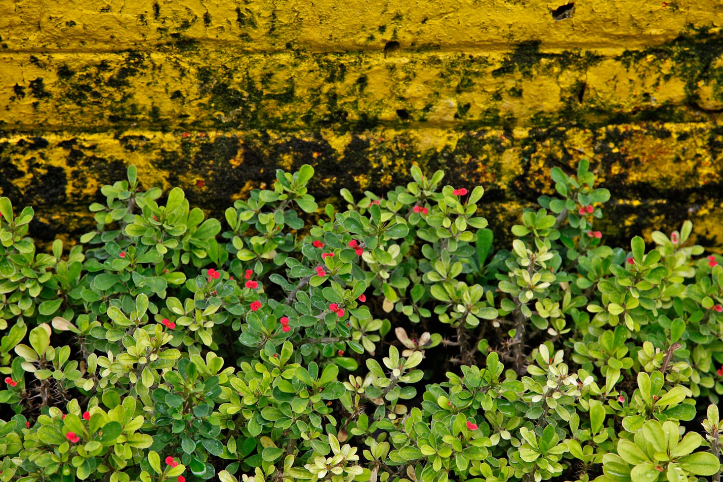 A love story between green and yellow
