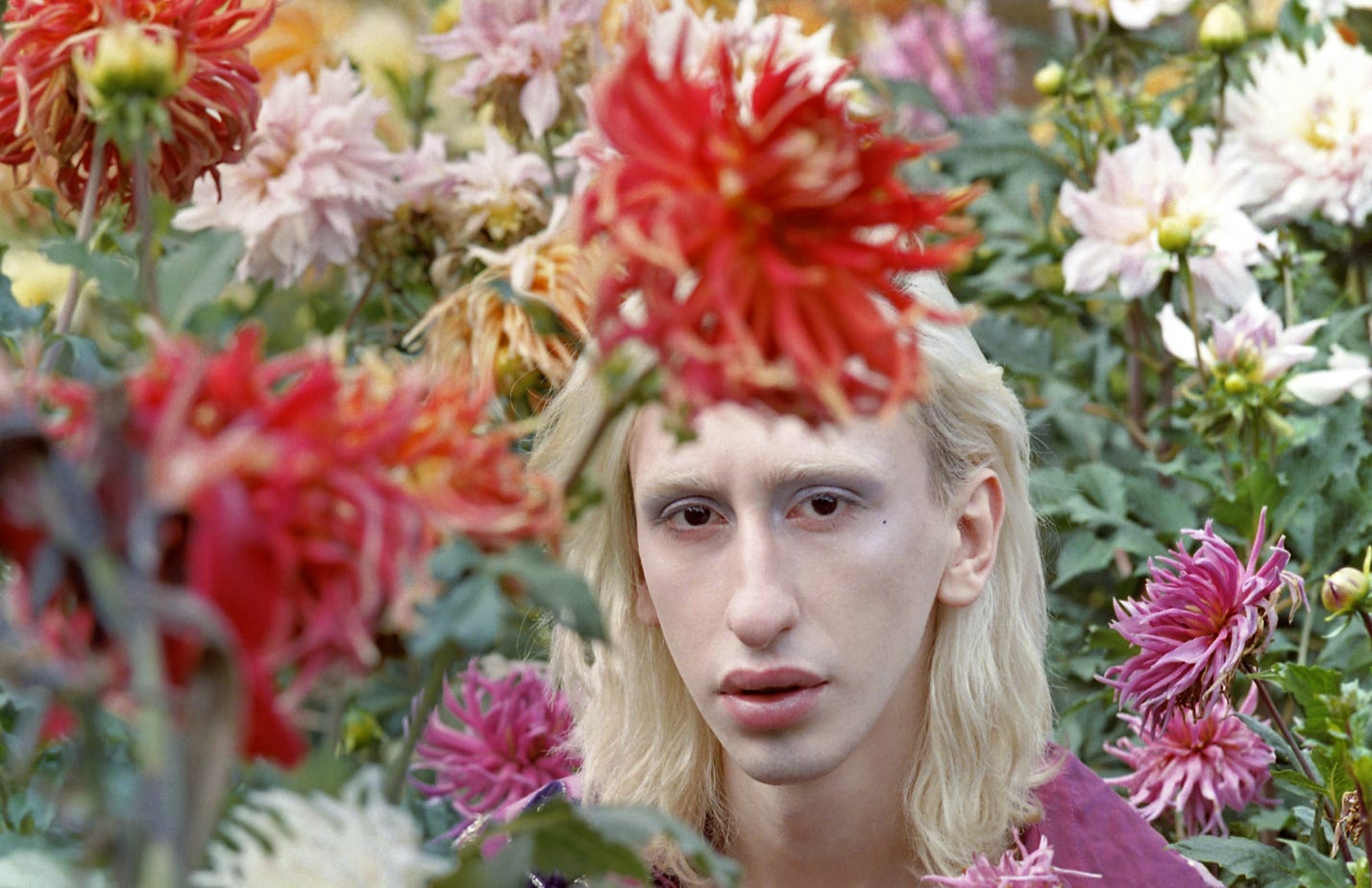 Flower Prince. Gerbera.