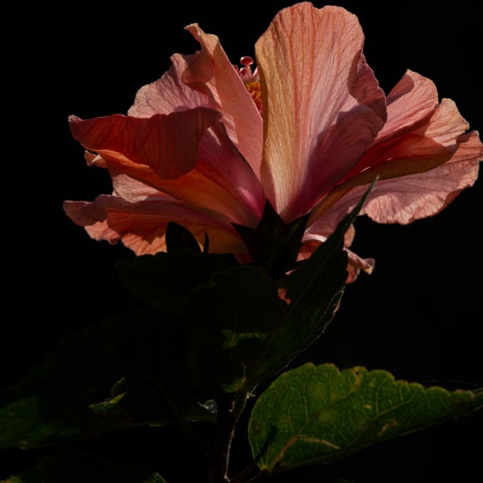 Dawn