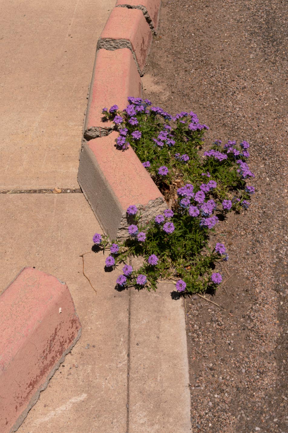 We are surrounded by flowers