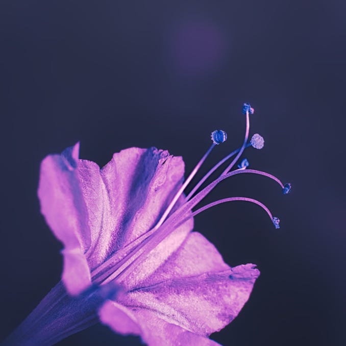Infra Bloom - Four O'Clock Flower