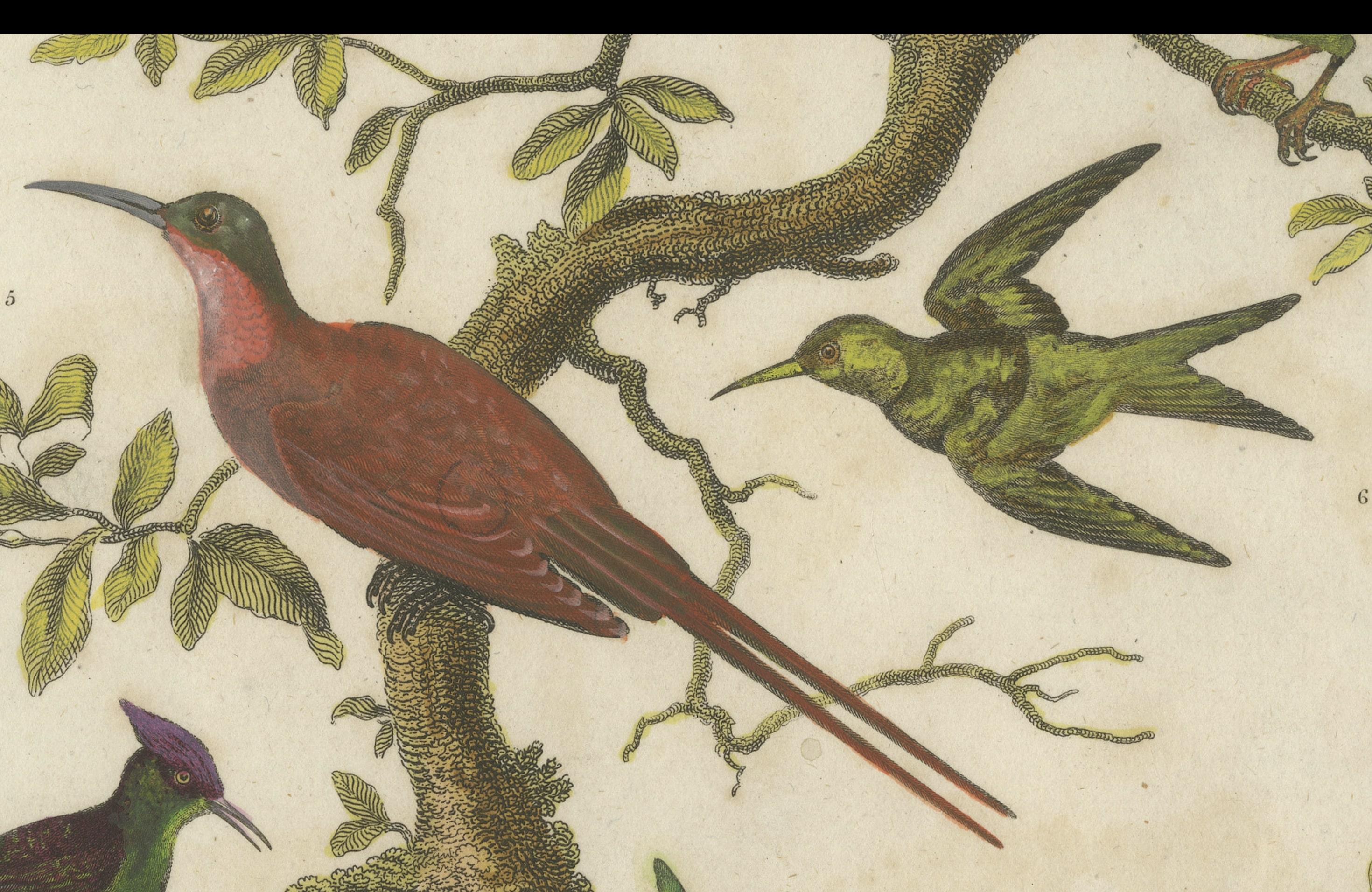 The image is an ornithological print from the early 19th century. It depicts various species of birds perched on branches. The birds are illustrated in vibrant colors with a high level of detail, indicative of the style of natural history