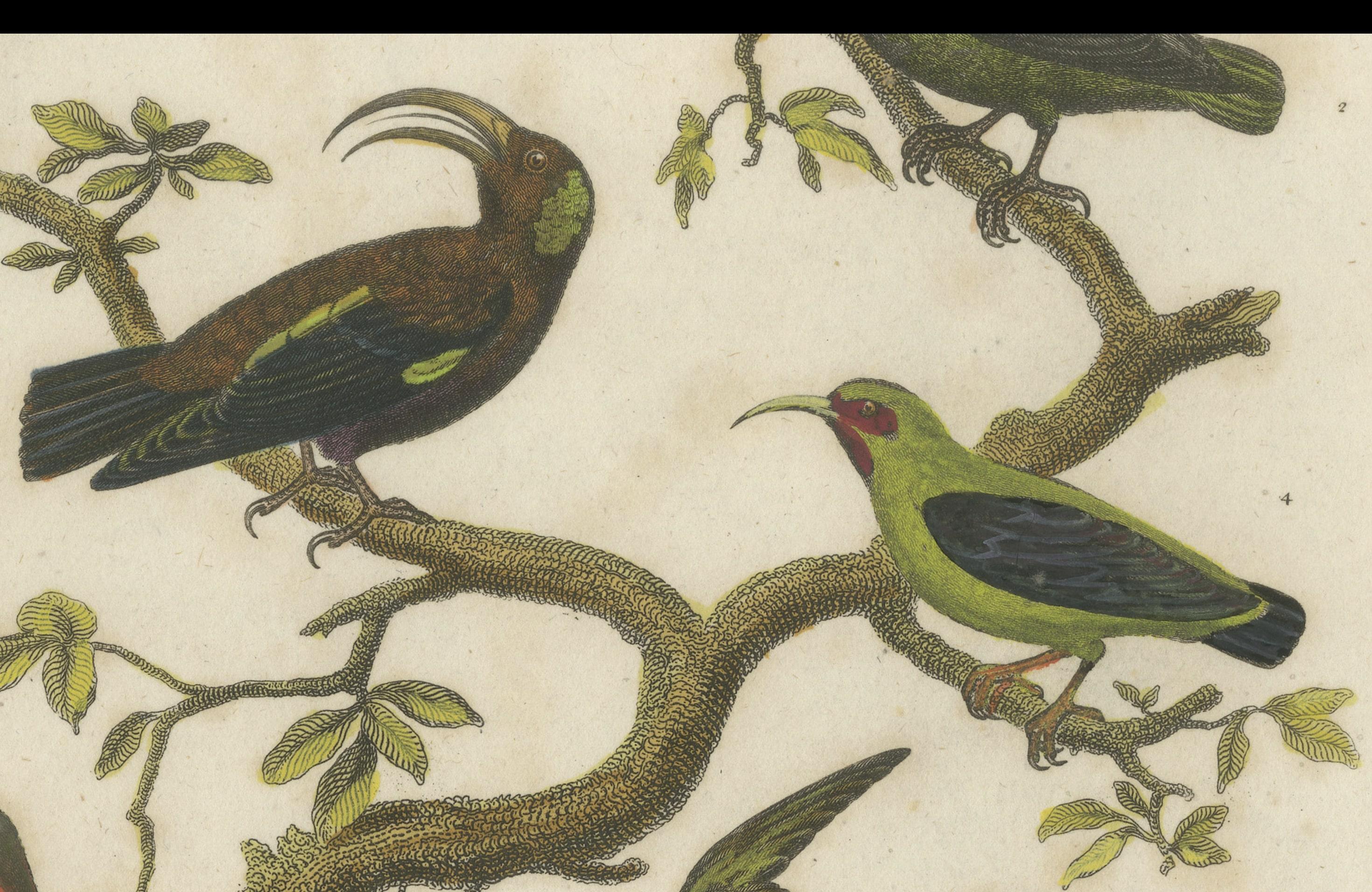 Engraved Diverse Avian Species: An early 18th-Century Ornithological Study, 1811 For Sale
