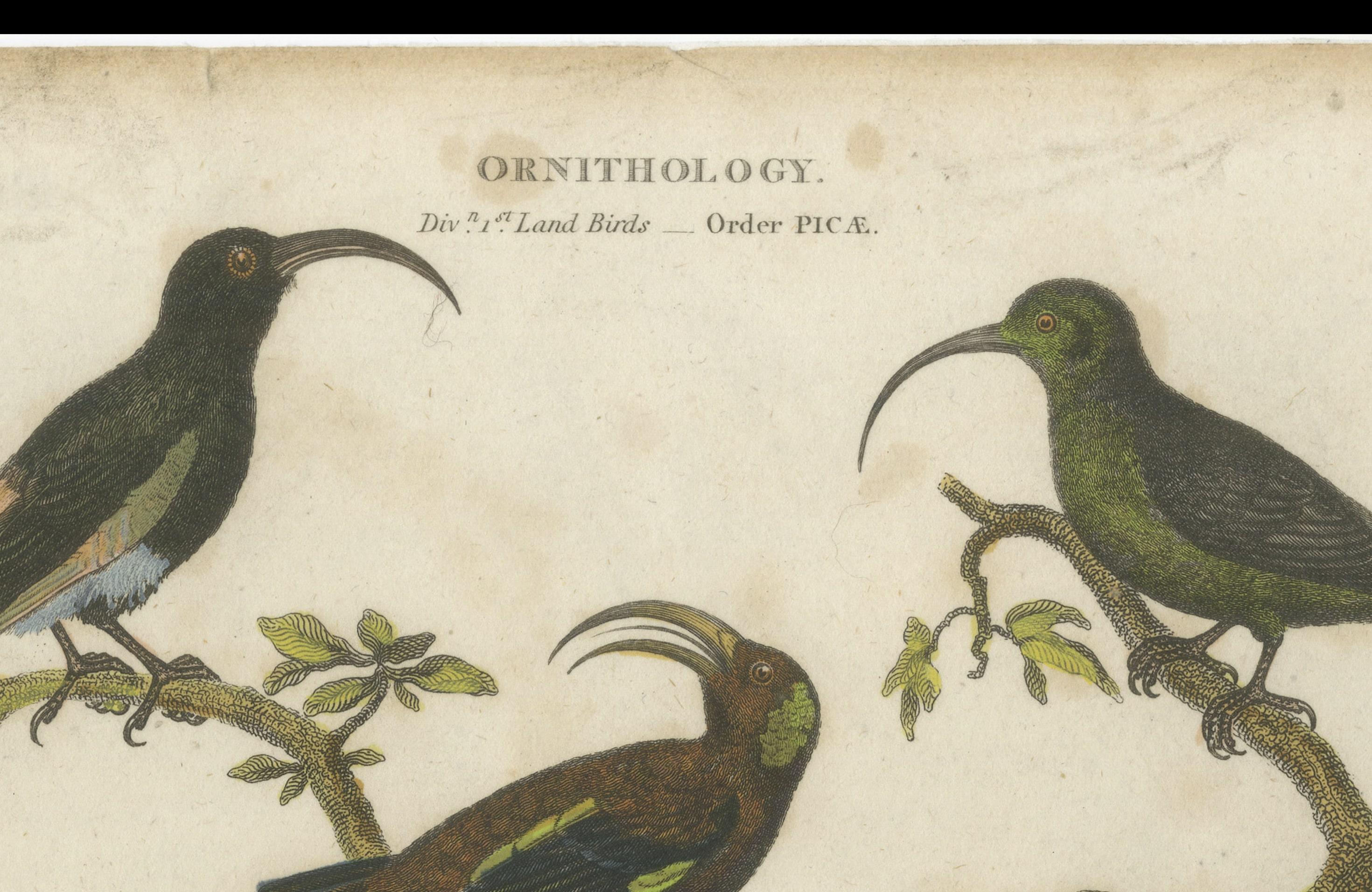 Diverse Avian Species: An early 18th-Century Ornithological Study, 1811 In Good Condition For Sale In Langweer, NL