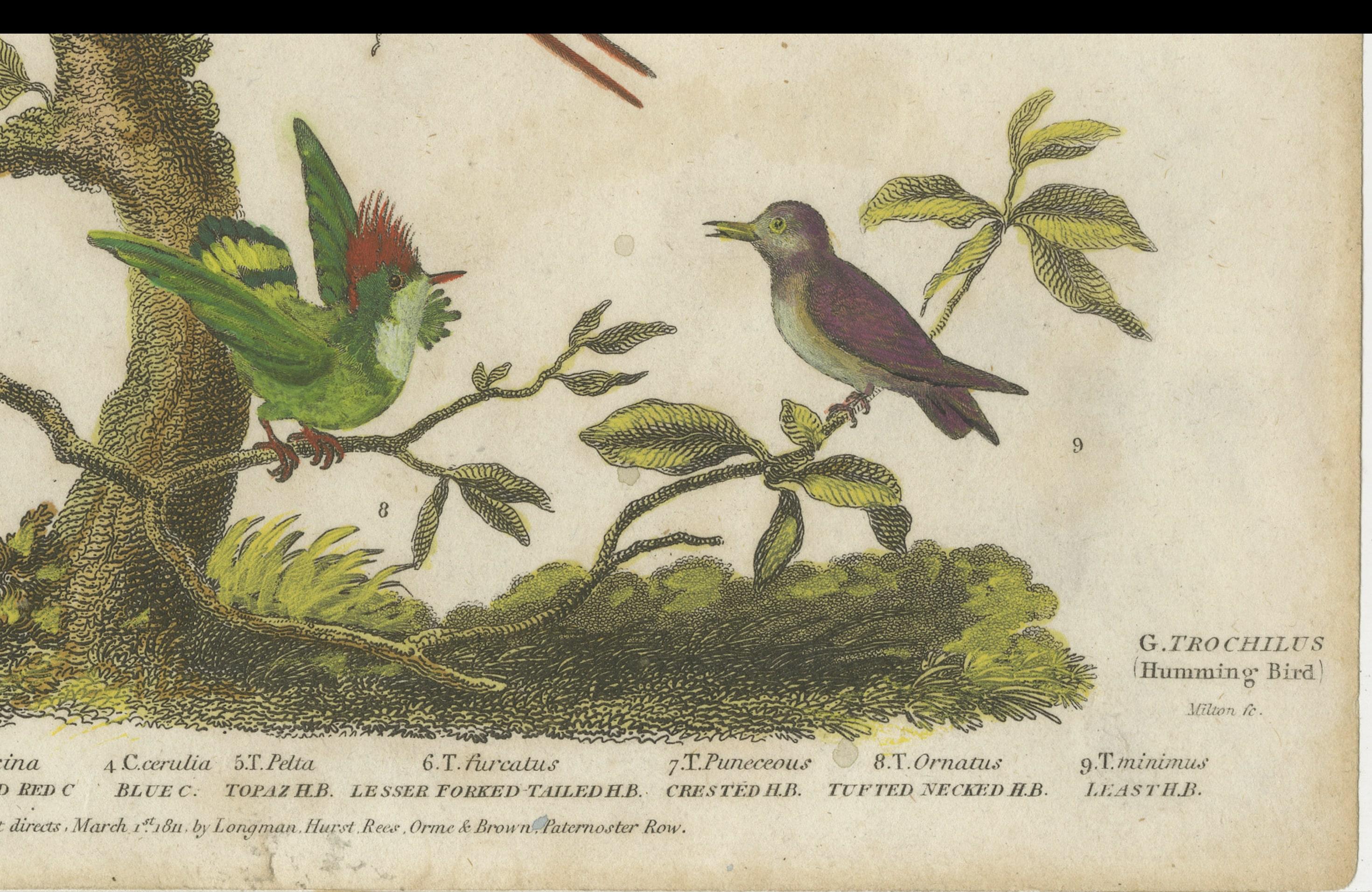 18th Century Diverse Avian Species: An early 18th-Century Ornithological Study, 1811 For Sale