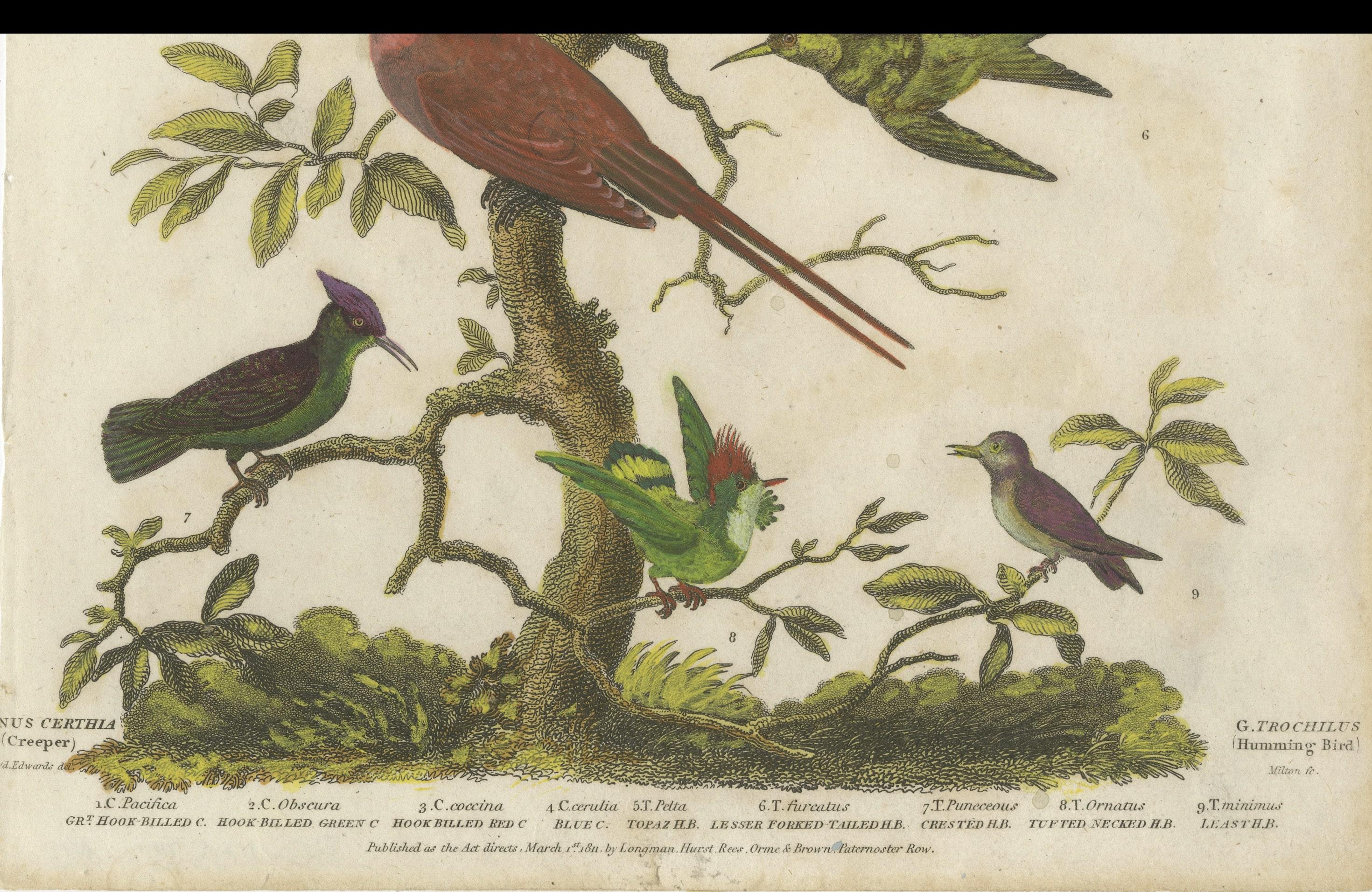 Paper Diverse Avian Species: An early 18th-Century Ornithological Study, 1811 For Sale