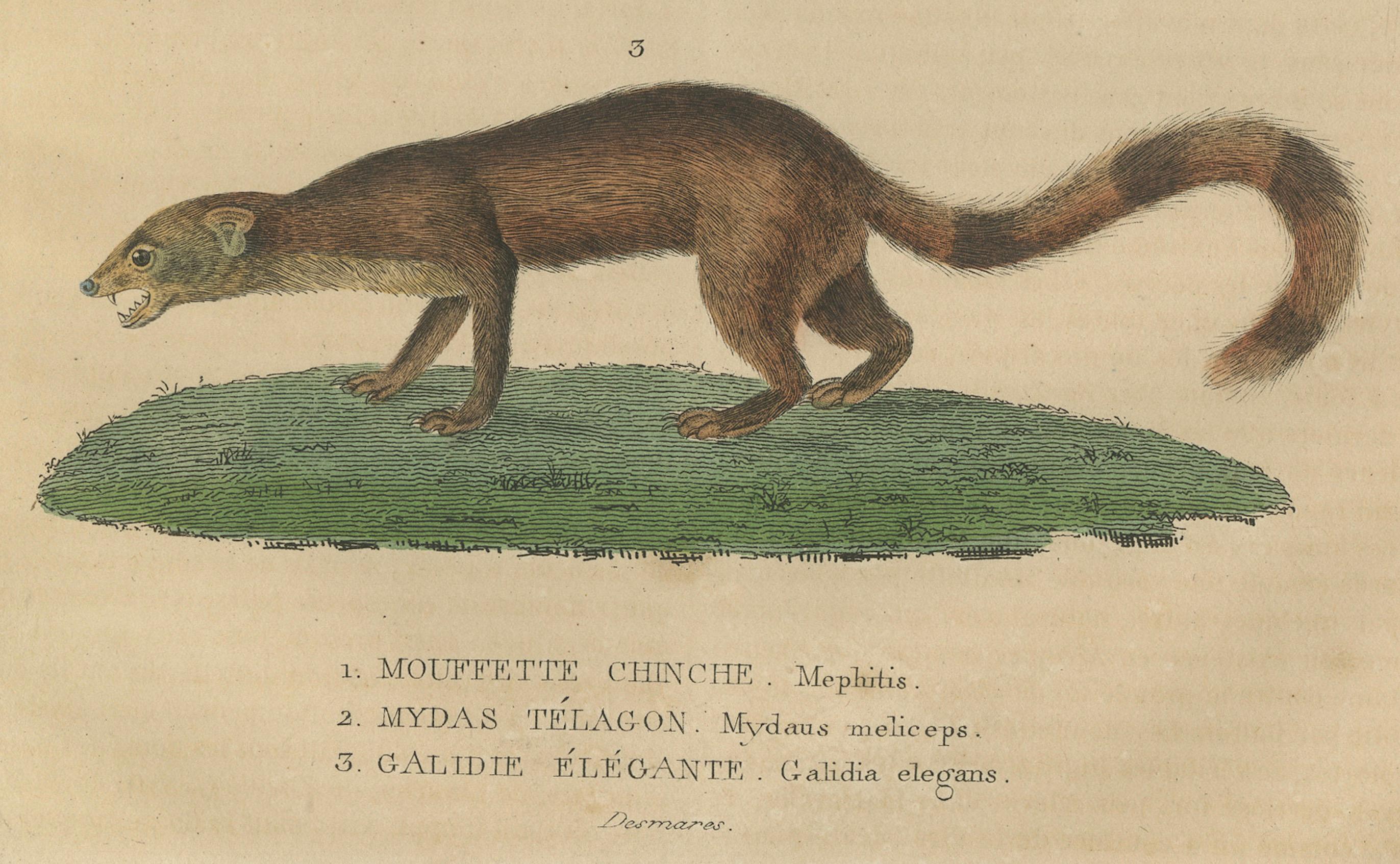 Diverse Mammals Engraved and Hand-Colored: Skunk, Stink Badger, and Canid, 1845 In Good Condition For Sale In Langweer, NL