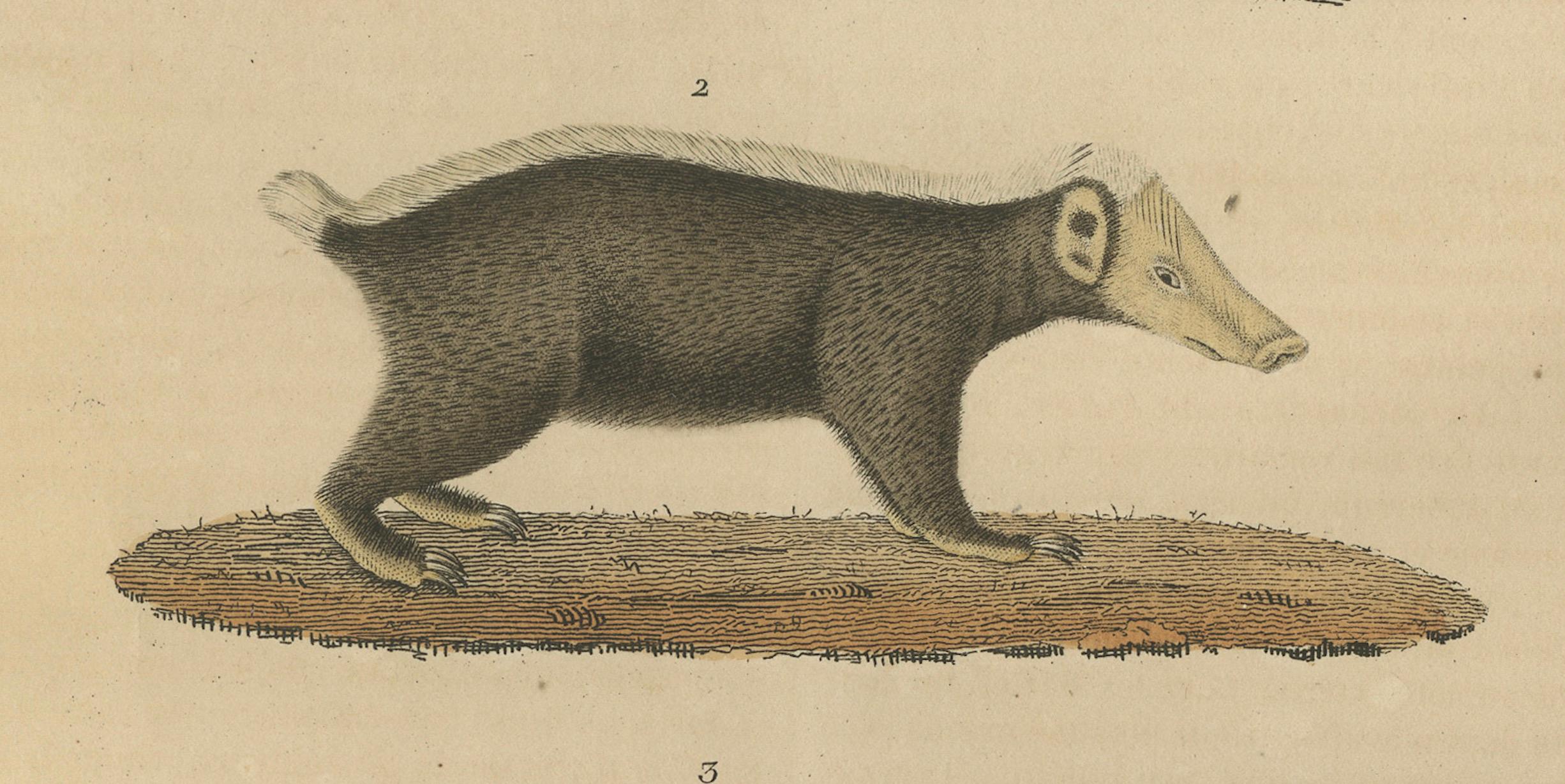 Mid-19th Century Diverse Mammals Engraved and Hand-Colored: Skunk, Stink Badger, and Canid, 1845 For Sale