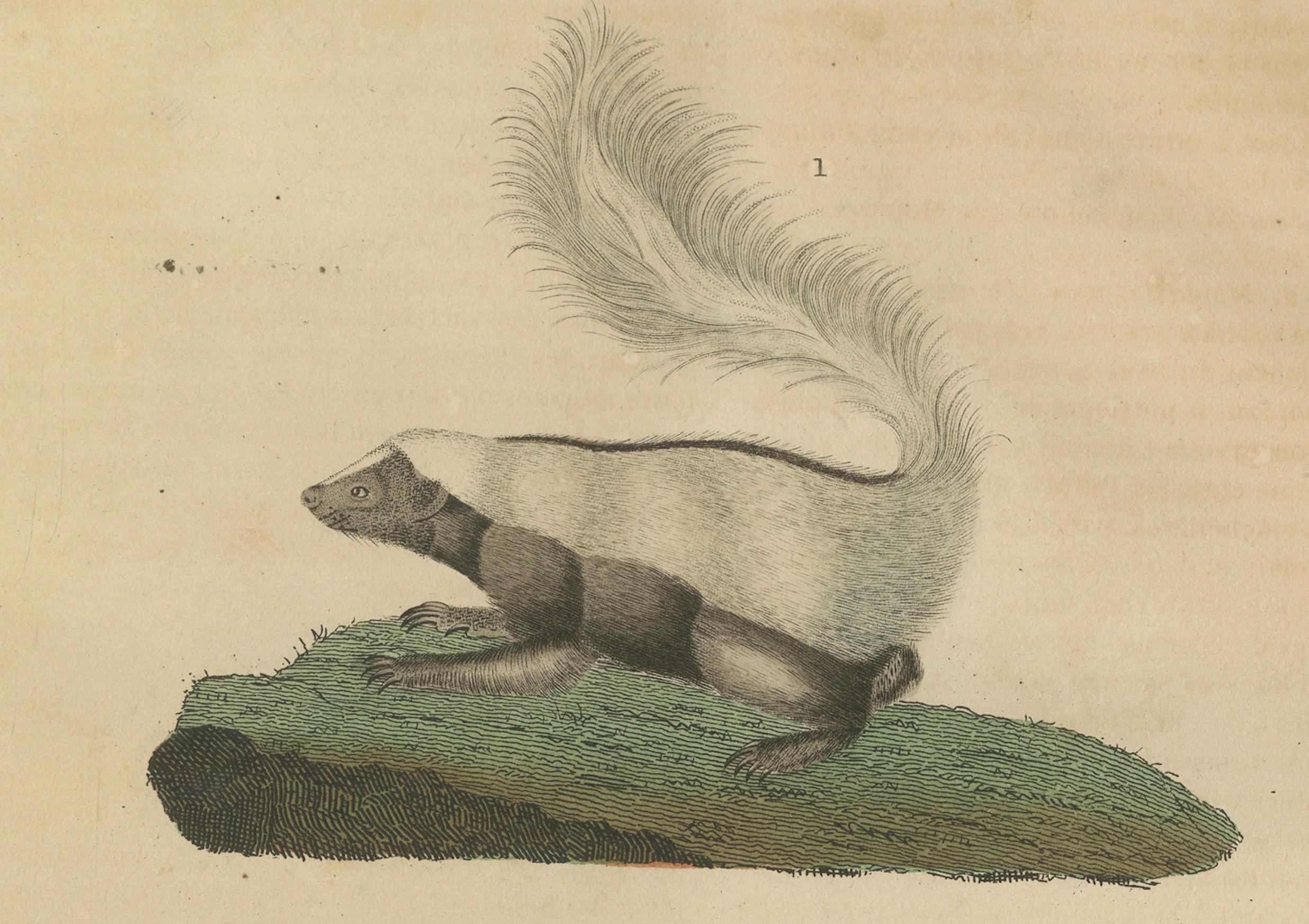Paper Diverse Mammals Engraved and Hand-Colored: Skunk, Stink Badger, and Canid, 1845 For Sale