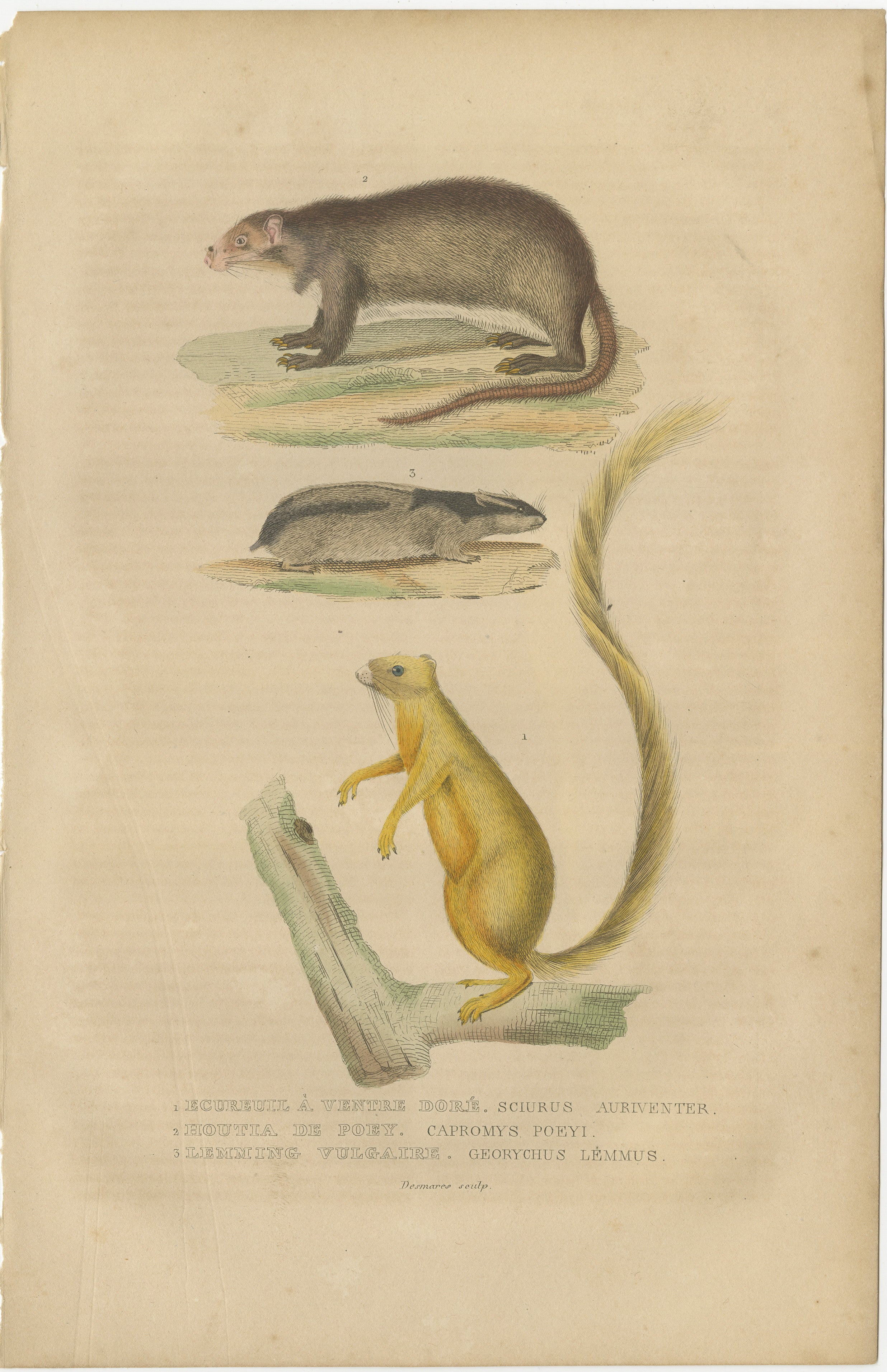 The image features three different mammal species:

1. **Sciurus aureventer** - This is likely an old taxonomic name, and the animal depicted resembles a squirrel, recognizable by its bushy tail and alert posture. The term 