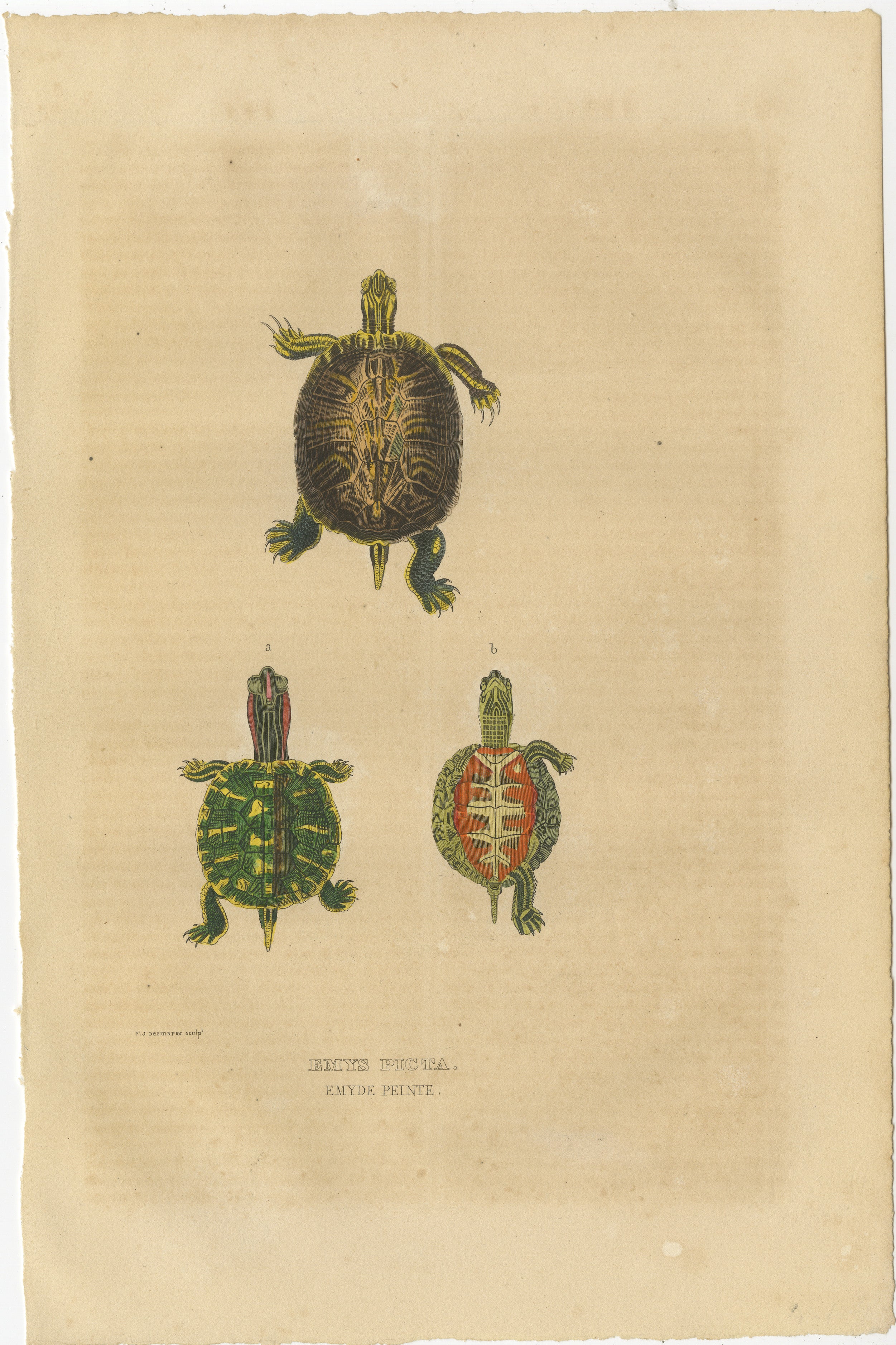 This print depicts three turtles, each with distinct patterns and colors on their shells and skin:

1. **Top Turtle**: This turtle has a relatively dark shell with light markings that emphasize the ridges of the scutes (the individual plates that