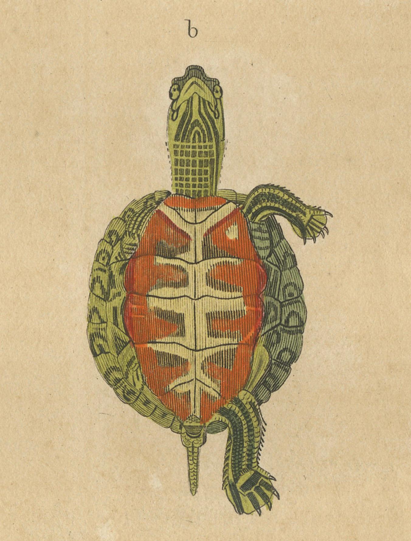 Engraved Diversity in Carapace: A Study of Turtle Patterns and Colors, 1845 For Sale