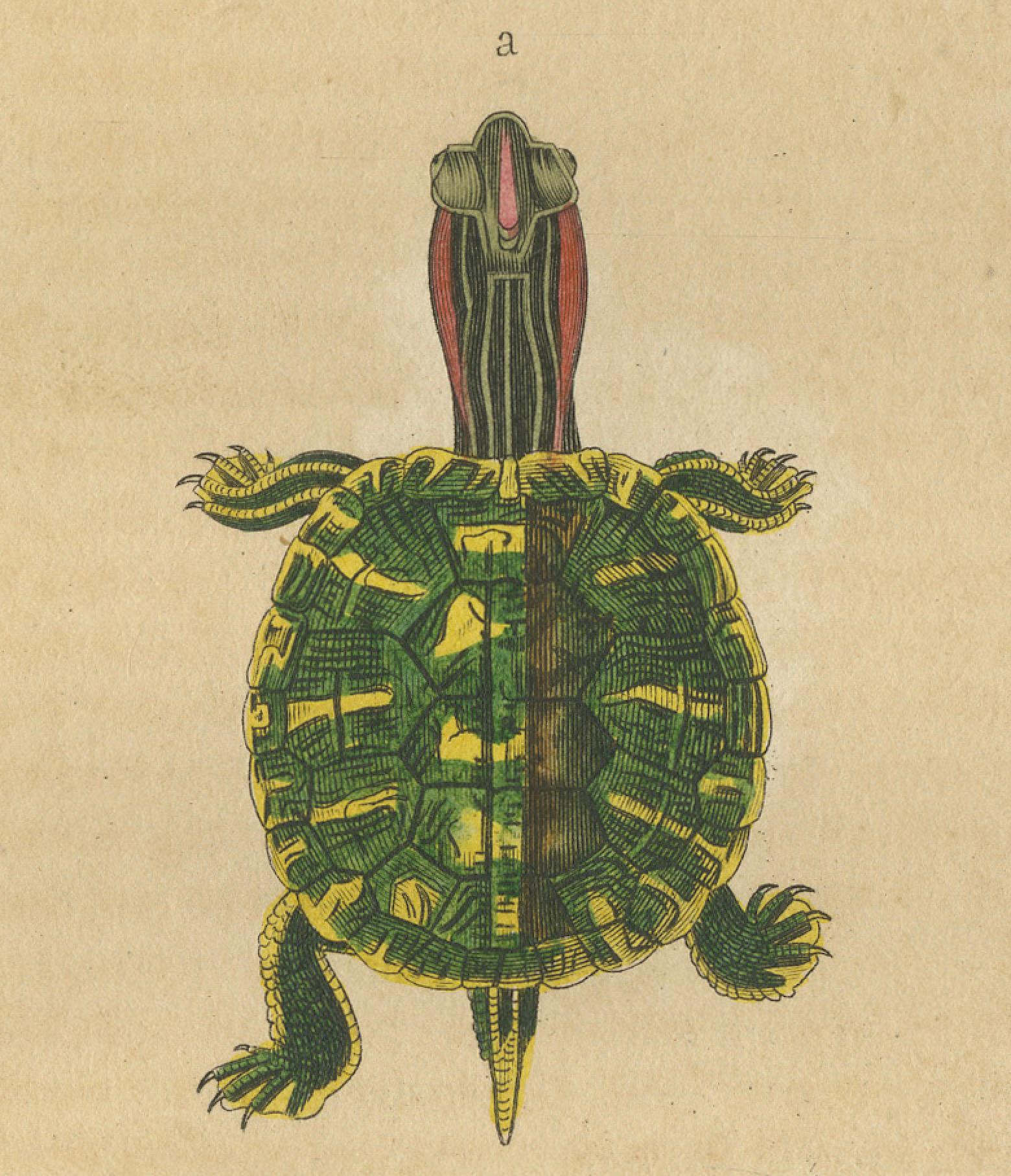 Diversity in Carapace: A Study of Turtle Patterns and Colors, 1845 In Good Condition For Sale In Langweer, NL