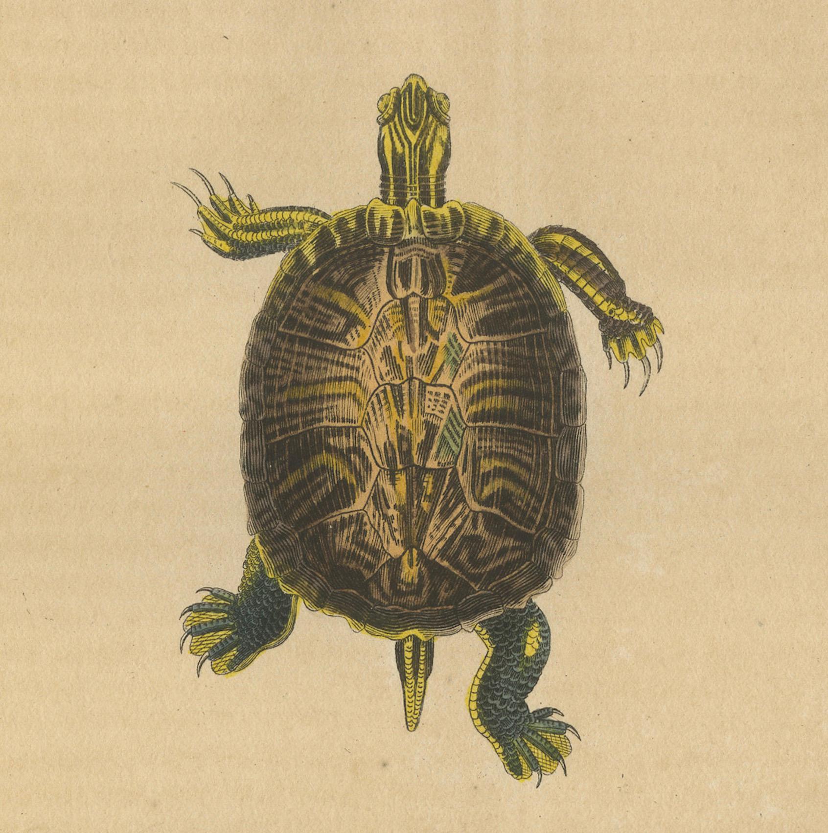 Mid-19th Century Diversity in Carapace: A Study of Turtle Patterns and Colors, 1845 For Sale