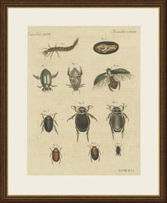 Diving Beetles and Water Beetles with Larva, Antique Bertuch Print, circa 1815