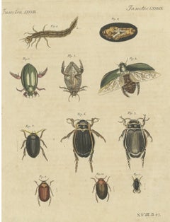 Diving Beetles and Water Beetles with Larva, Antique Bertuch Print, circa 1815