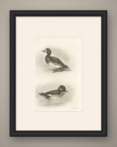 Female Scaup and a Second Female Diving Duck after Lilian Medland, c. 1909