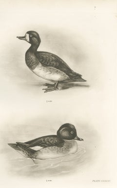 Female Scaup and a Second Female Diving Duck after Lilian Medland, c. 1909