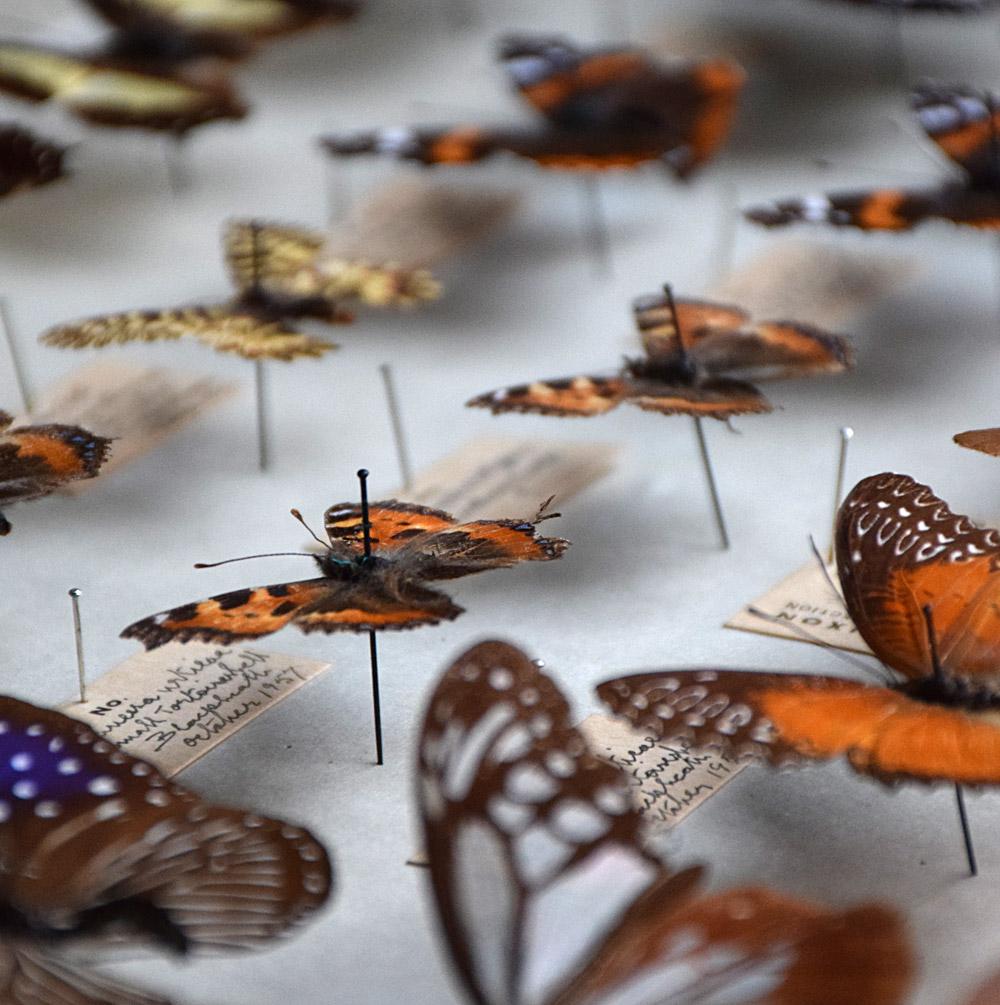 Dixons Museum Butterfly Collection at 1stDibs