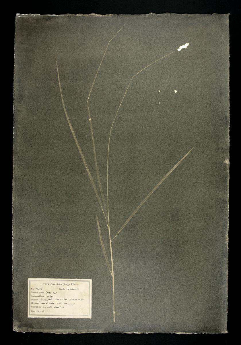 DM Witman Abstract Photograph – #00102 Carex spp.    Einzigartiges handgefertigtes Fotogramm, Gummibichromat, Rahmen included 