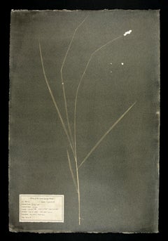 #00102 Carex spp.    Unique handmade photogram, gum bichromate, frame included 
