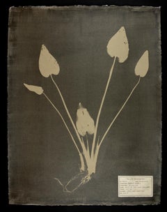 #00105 Pontederia cordata   Unique photogram, gum bichromate, frame included 