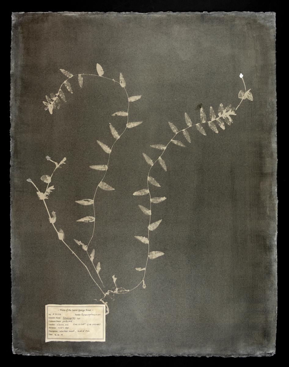DM Witman Abstract Photograph – #00106-1 Potamogeton spp.   Einzigartiges Fotogramm, Gummibichromat, inklusive Rahmen 