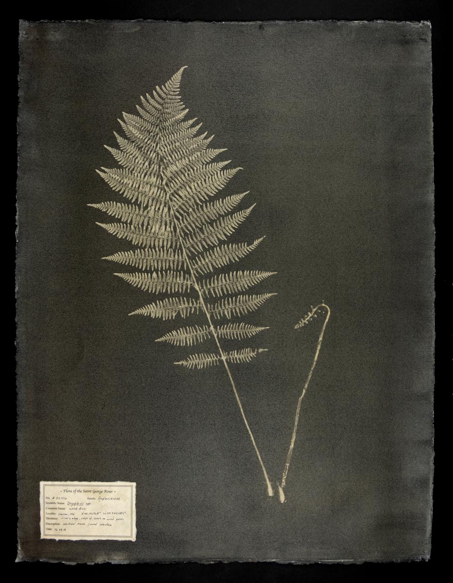 DM Witman Black and White Photograph - #00106-2 Dryopteris spp.   Unique photogram, gum bichromate, frame included 