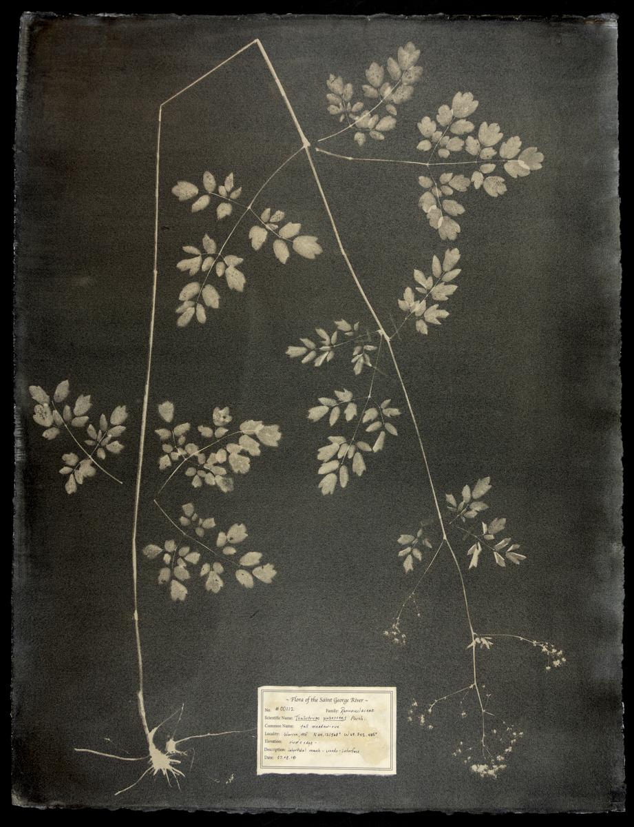 DM Witman Abstract Photograph – Thalictrum pubescens, #00112  Einzigartiges Fotogramm, Gummibichromat, gerahmt, gerahmt 